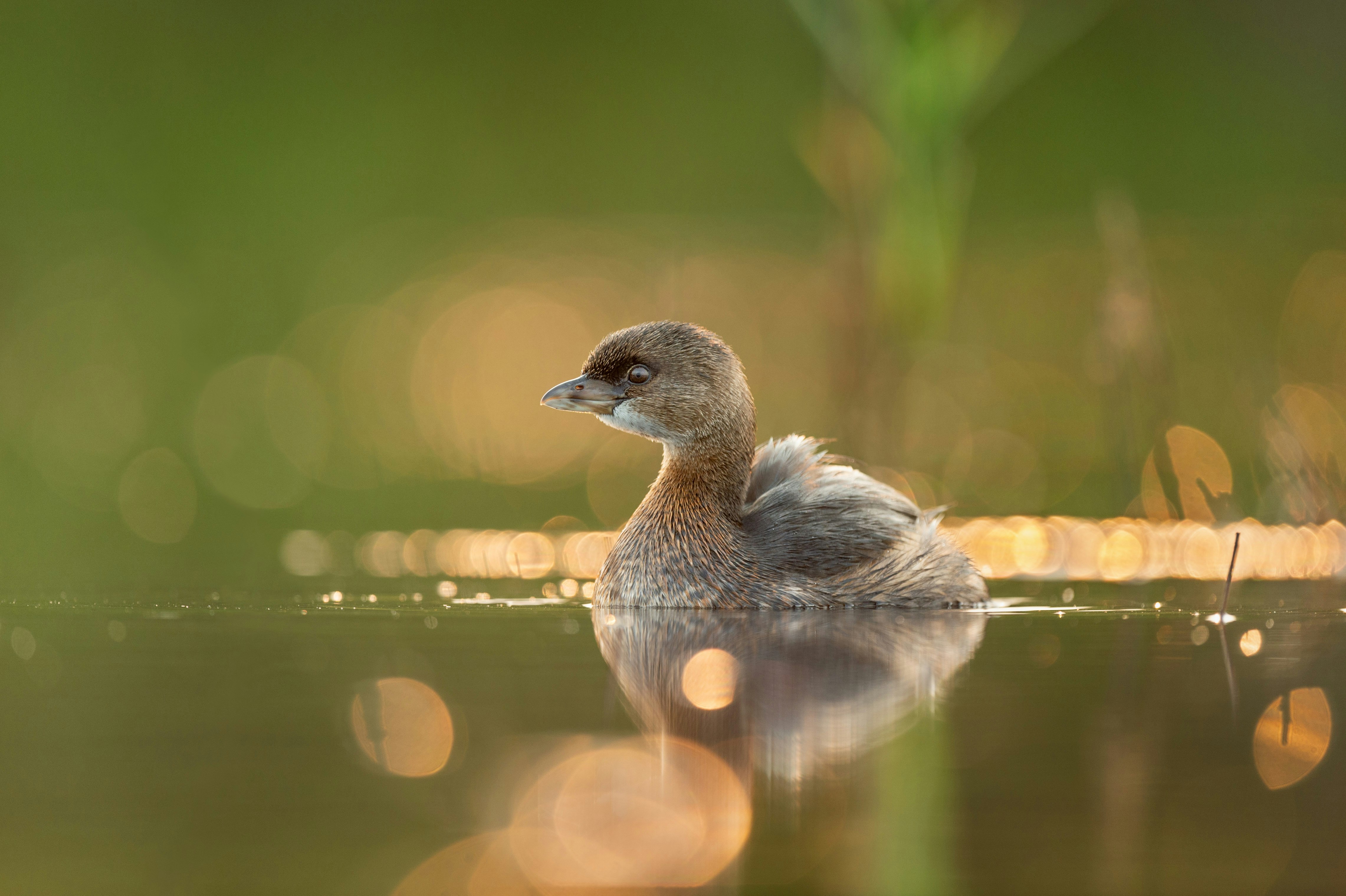grey duck on water during daytime